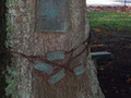 Matamata First World War memorial oaks